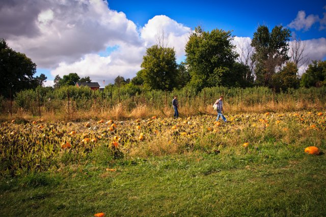 Pumpkins at the Afton Apple Orchard